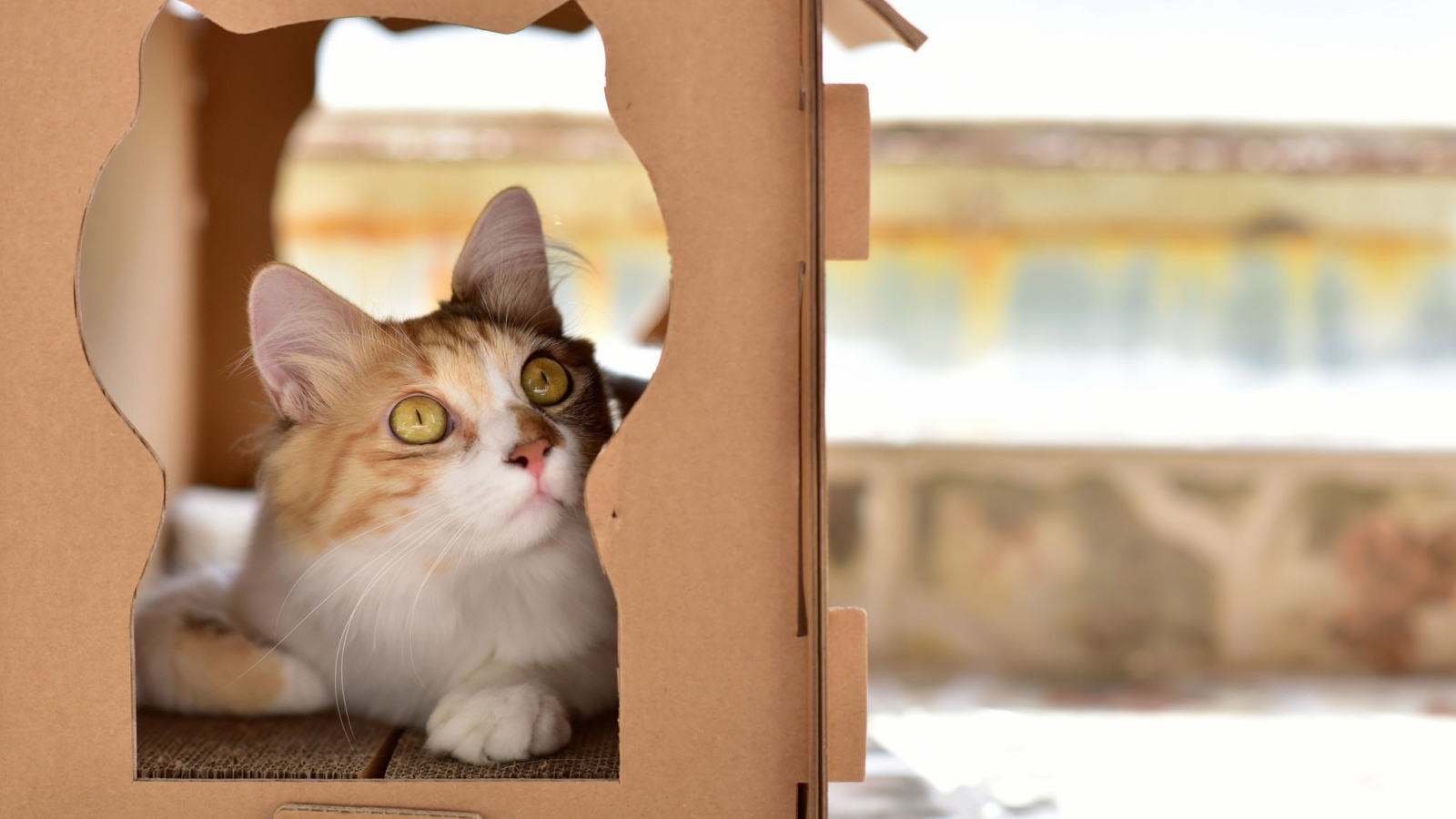 Красивый рыжий кот в картонной коробке 