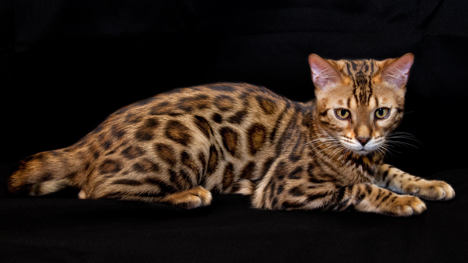 Бенгальская кошка лежит на черном фоне