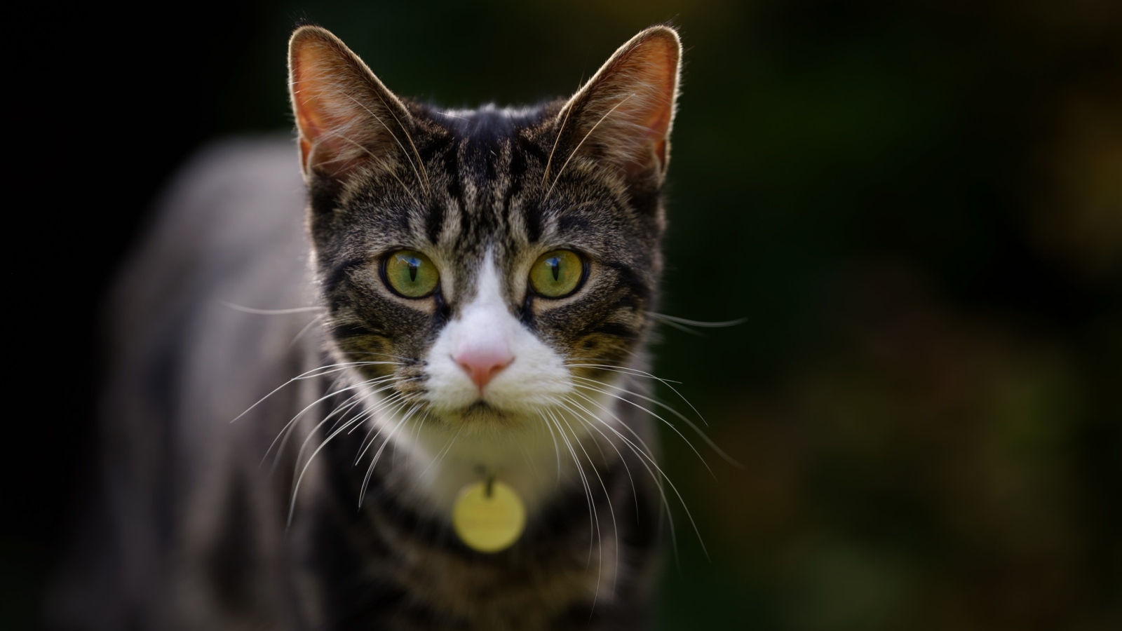 Любопытный серый кот с подвеской на шее