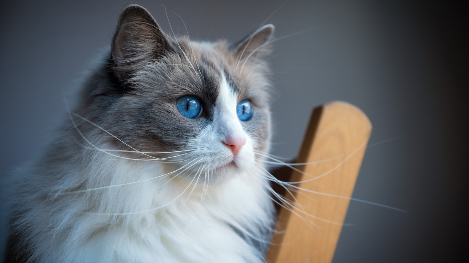 Пушистая кошка с красивыми голубыми глазами 