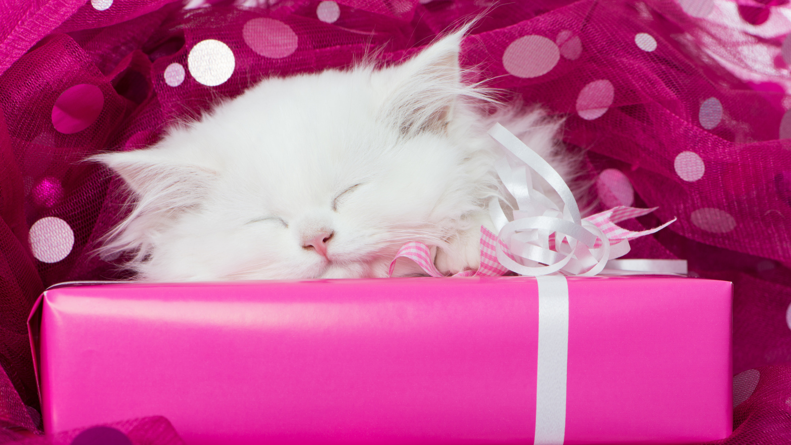 Пушистый белый котенок спит на розовой подарочной коробке