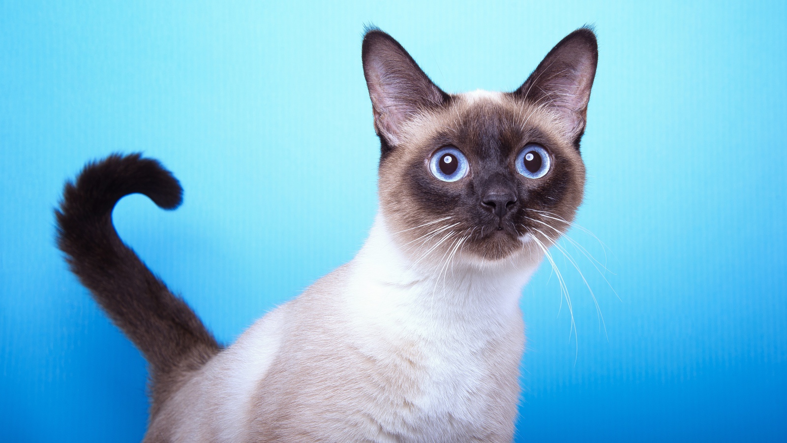 Испуганный сиамский голубоглазый кот на голубом фоне