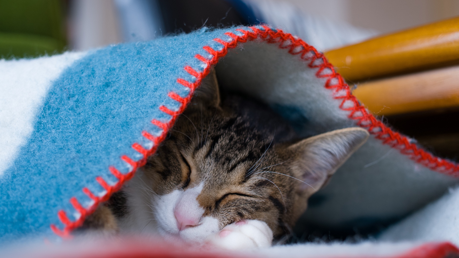 Серый кот спит под теплым одеялом