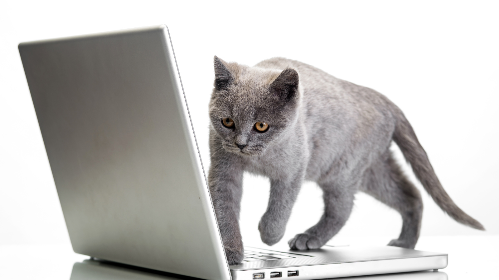 Серый кот стоит на ноутбуке на белом фоне