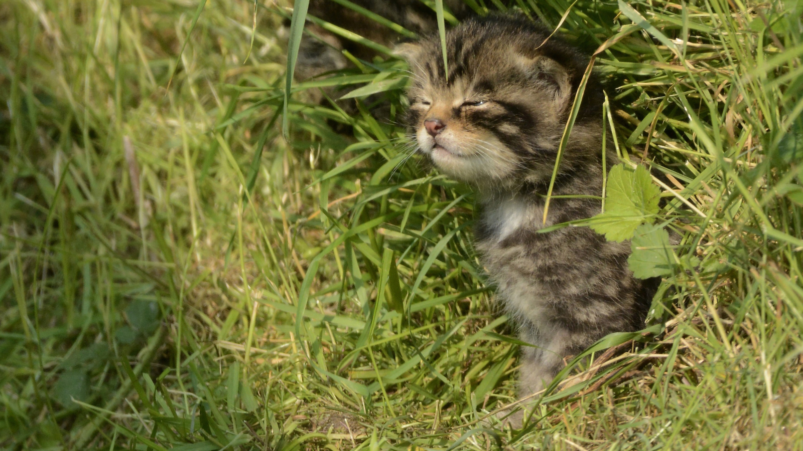 Маленький серый котенок в траве 