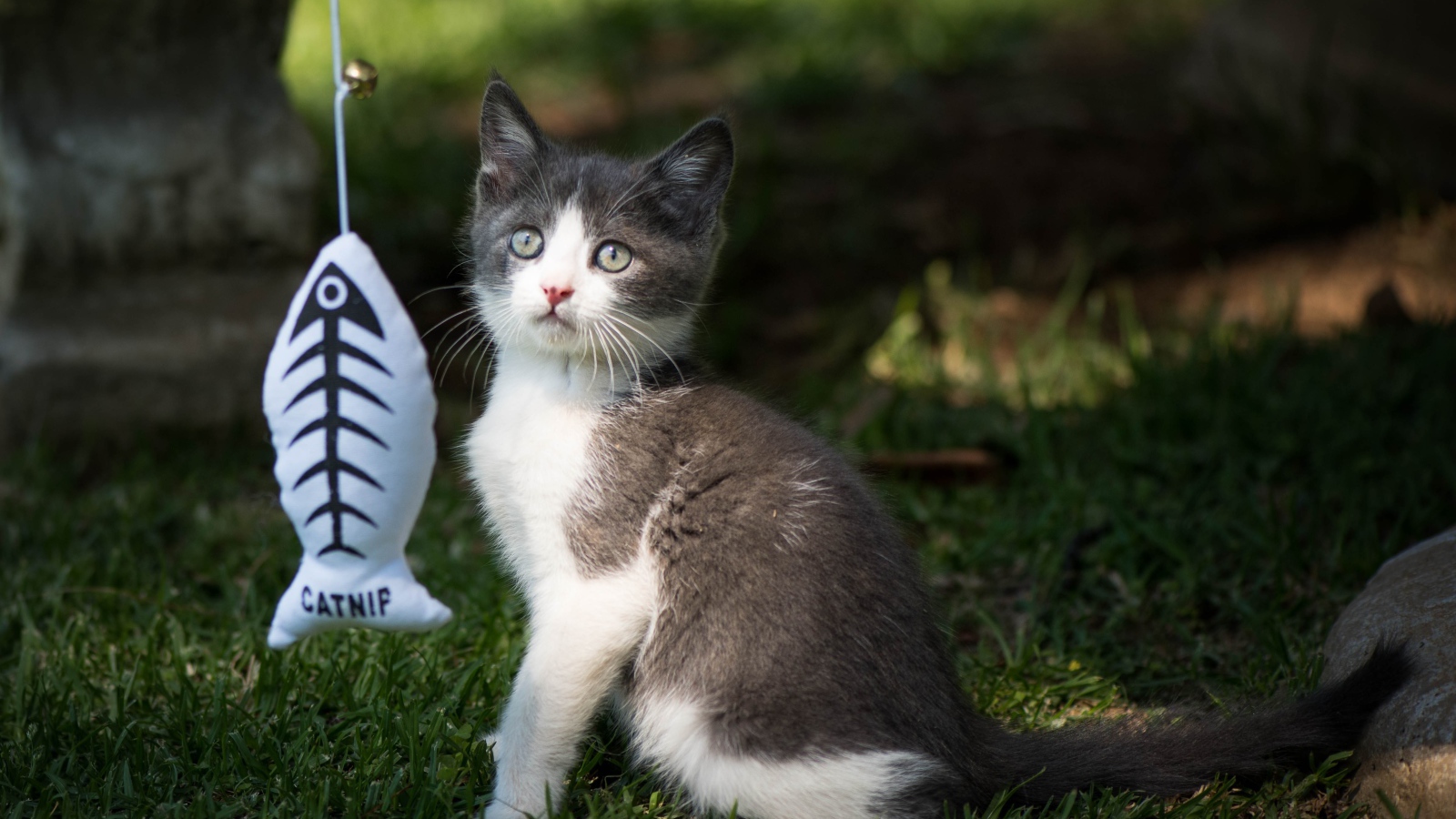 Маленький котенок играет с игрушкой на зеленой траве