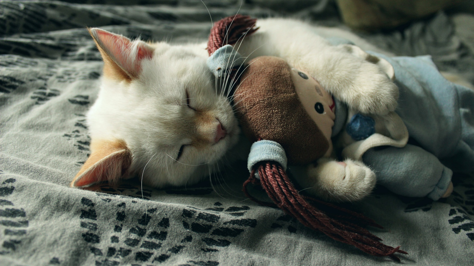 Маленький котенок спит с мягкой игрушкой