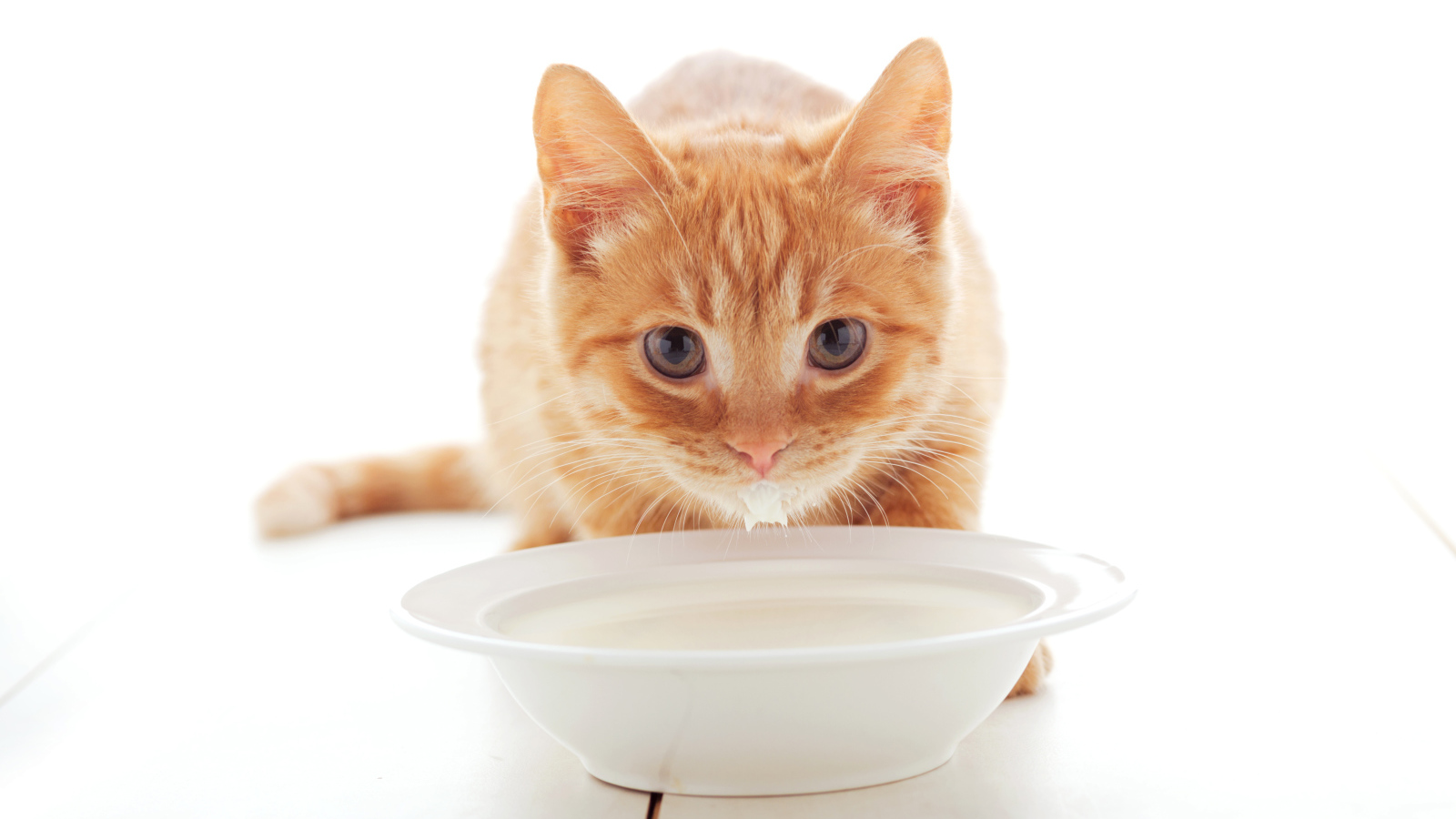 Маленький рыжий котенок с миской молока 