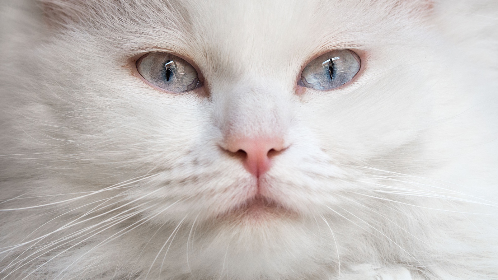 Морда красивого белого кота с голубыми глазами