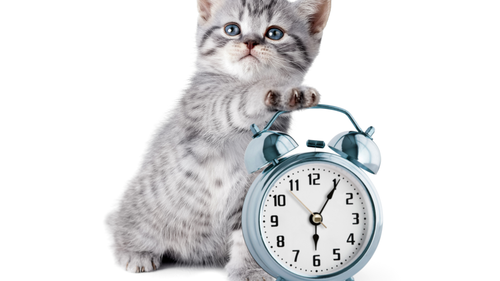 Маленький серый котенок будильником на белом фоне