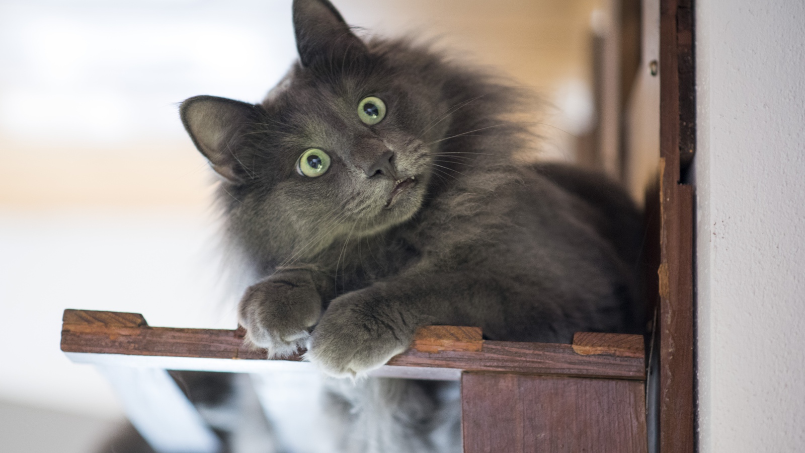 Удивленный взгляд зеленоглазого серого кота