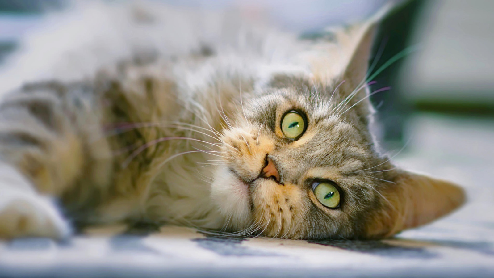 Взгляд серой кошки с зелеными глазами 