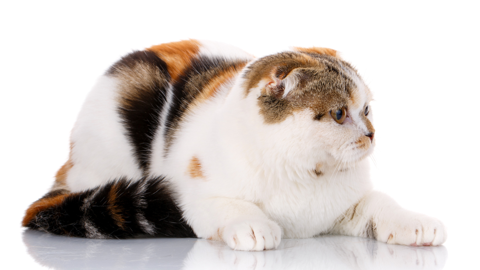 Трехцветная кошка породы Скоттиш-фолд на белом фоне