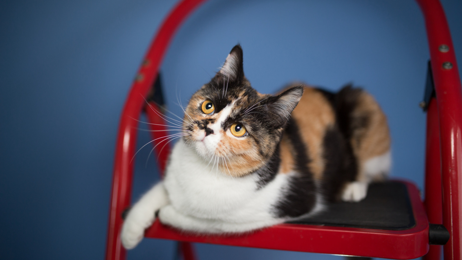 Трехцветная забавная кошка сидит на красном стуле
