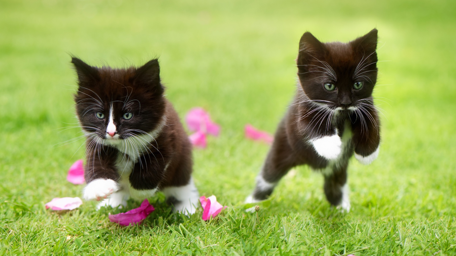 Два черно-белых котенка прыгают по зеленой траве
