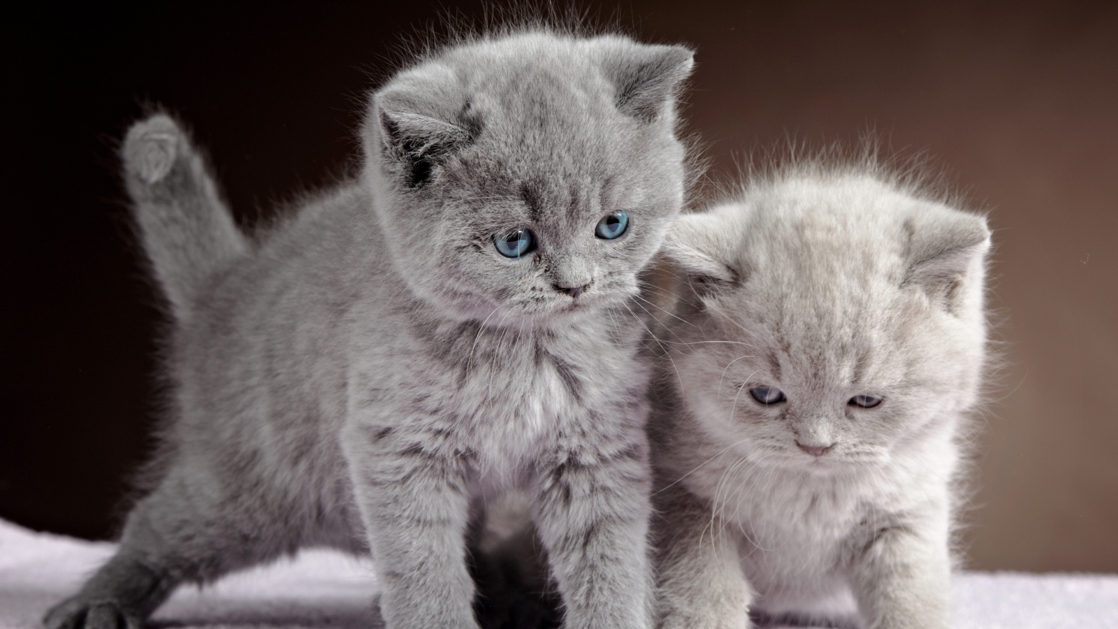 Два милых котенка британца