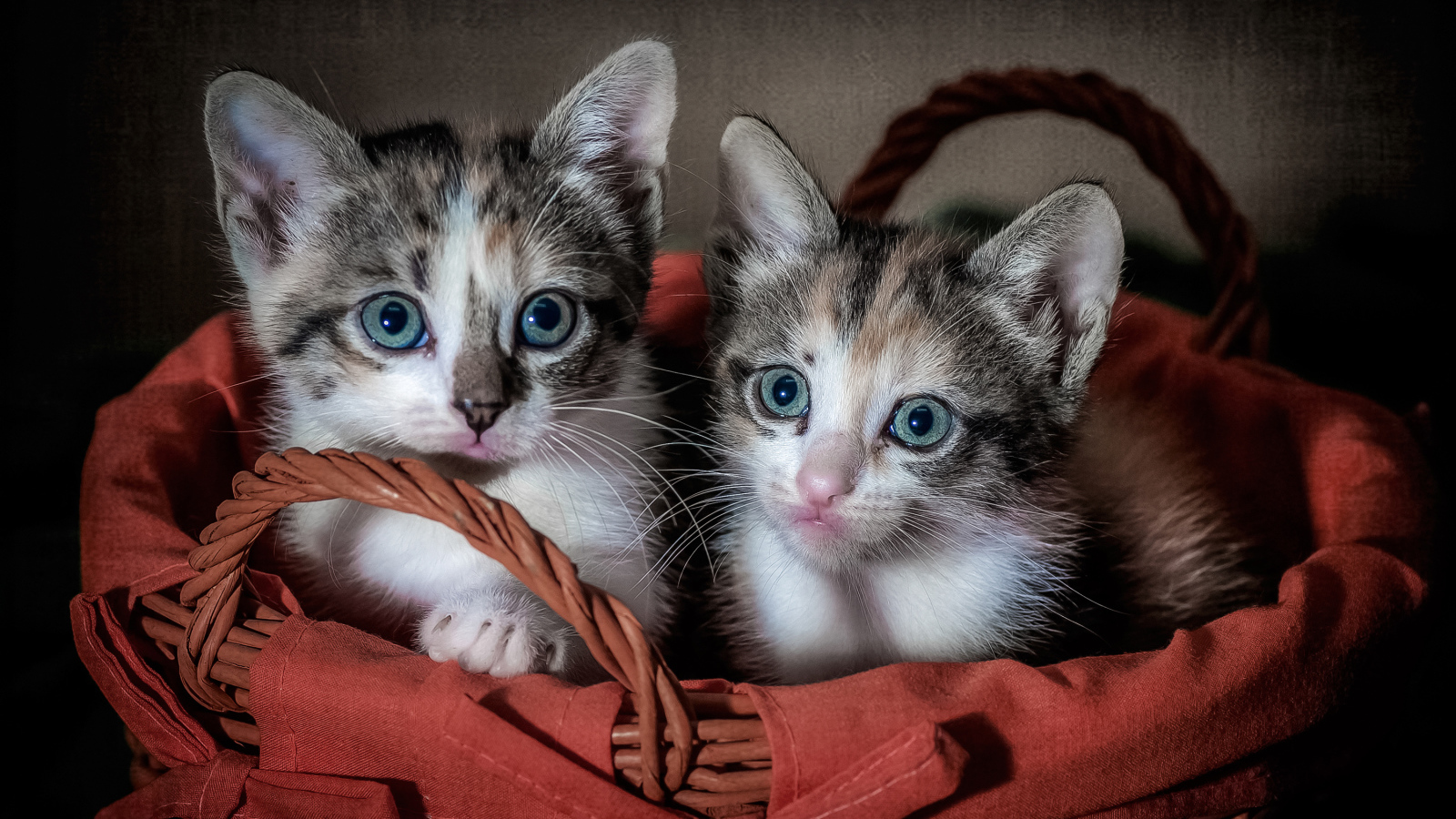 Два милых серых котенка сидят в корзине