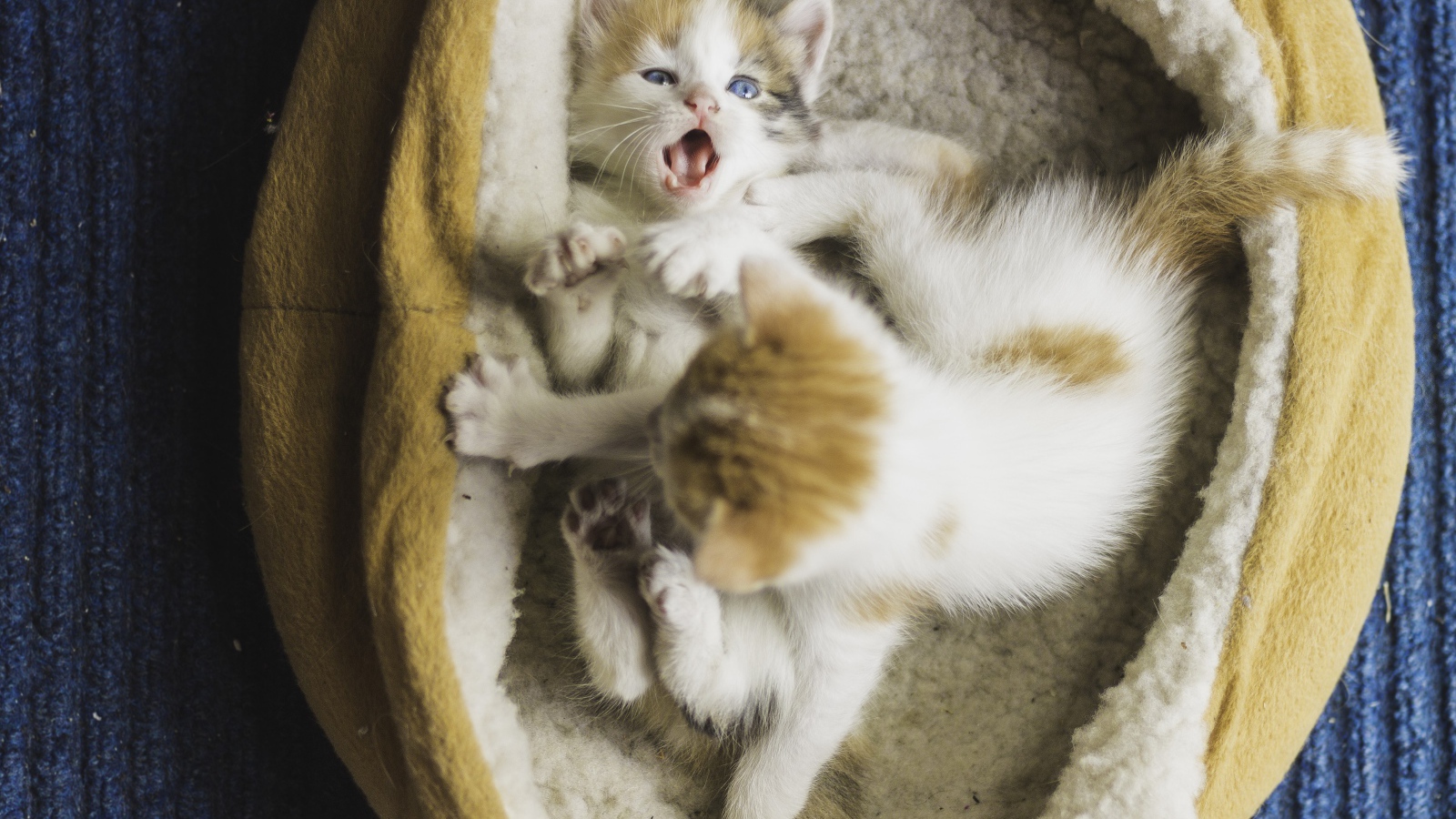 Два маленьких забавных котенка 