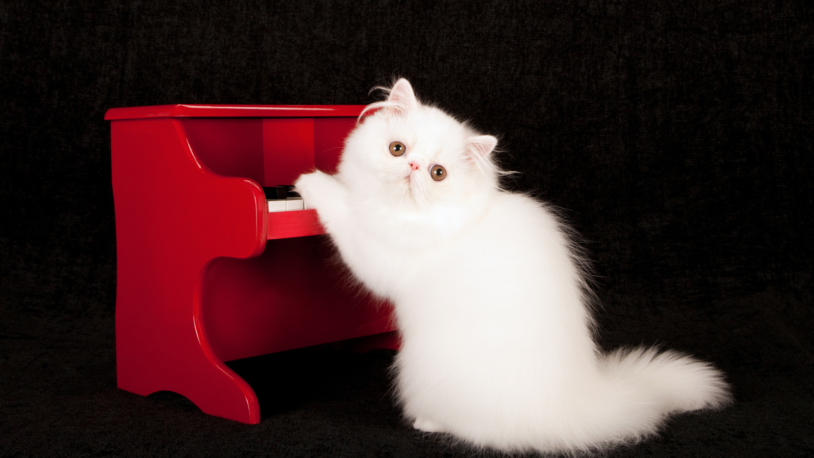 Белый пушистый кот с красным пианино на черном фоне