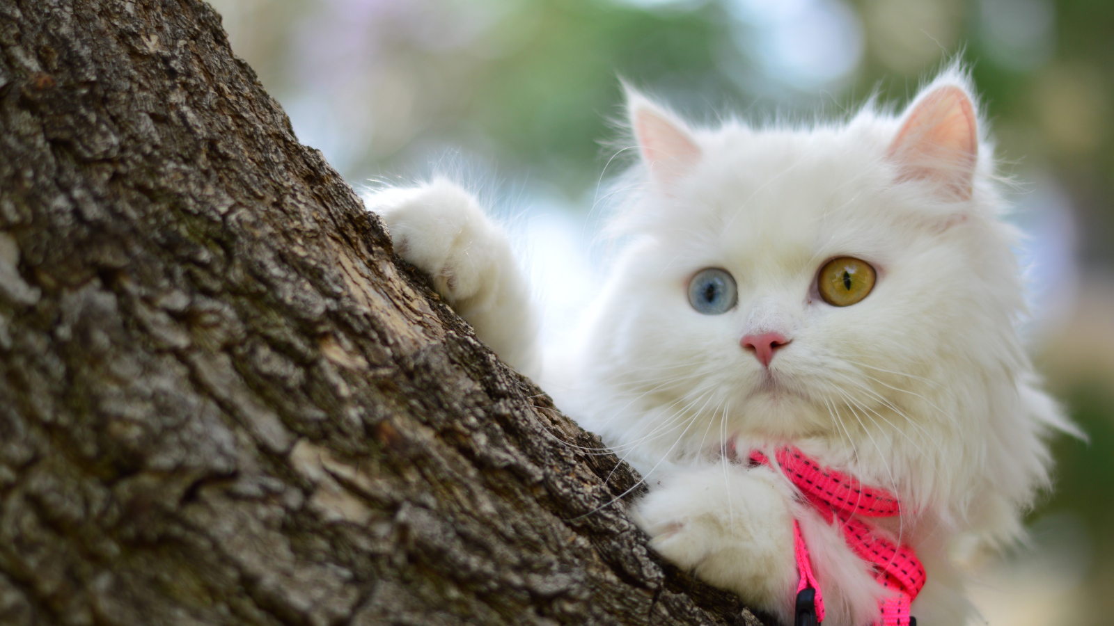 Белый пушистый кот с разноцветными глазами на дереве