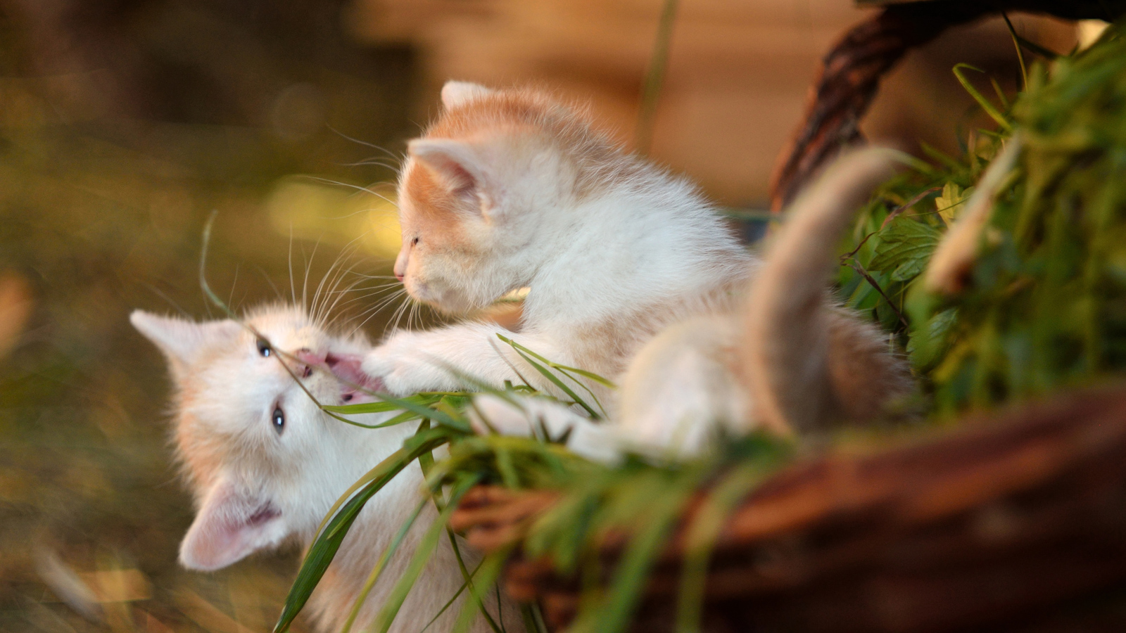 Два маленьких котенка играют 