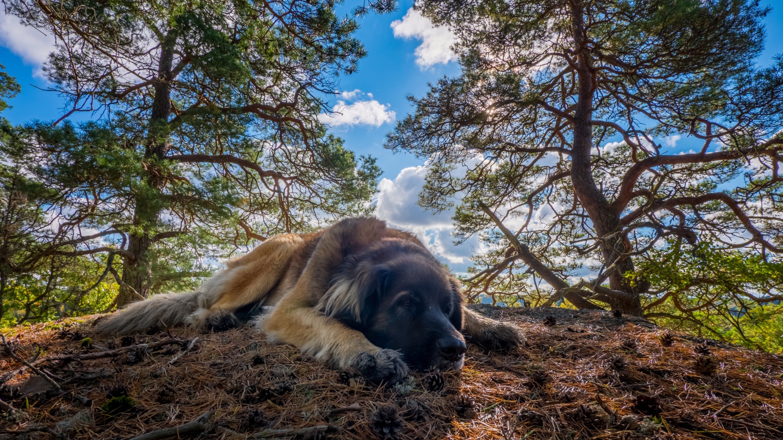 Большая грустная собака породы Леонбергер лежит на земле в лесу