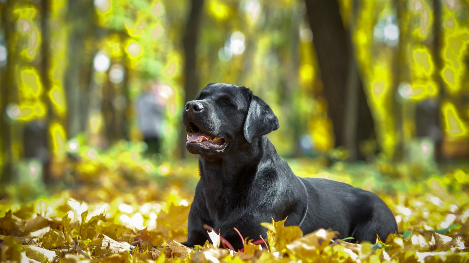 Черный лабрадор отдыхает на опавшей желтой листве
