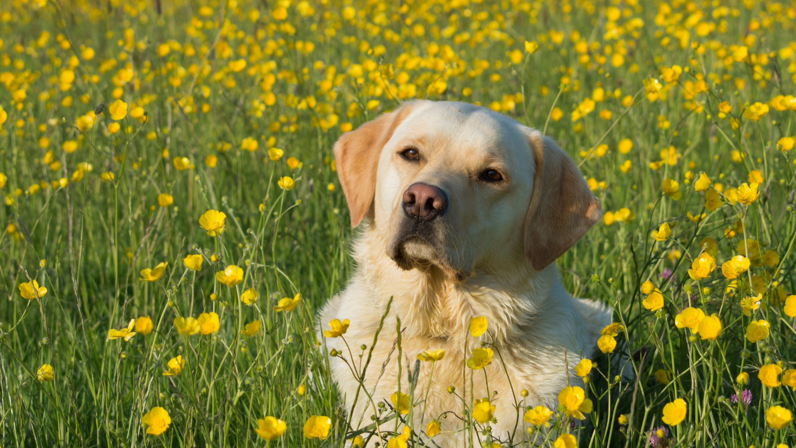 Собака породы золотистый ретривер сидит в поле желтых лютиков