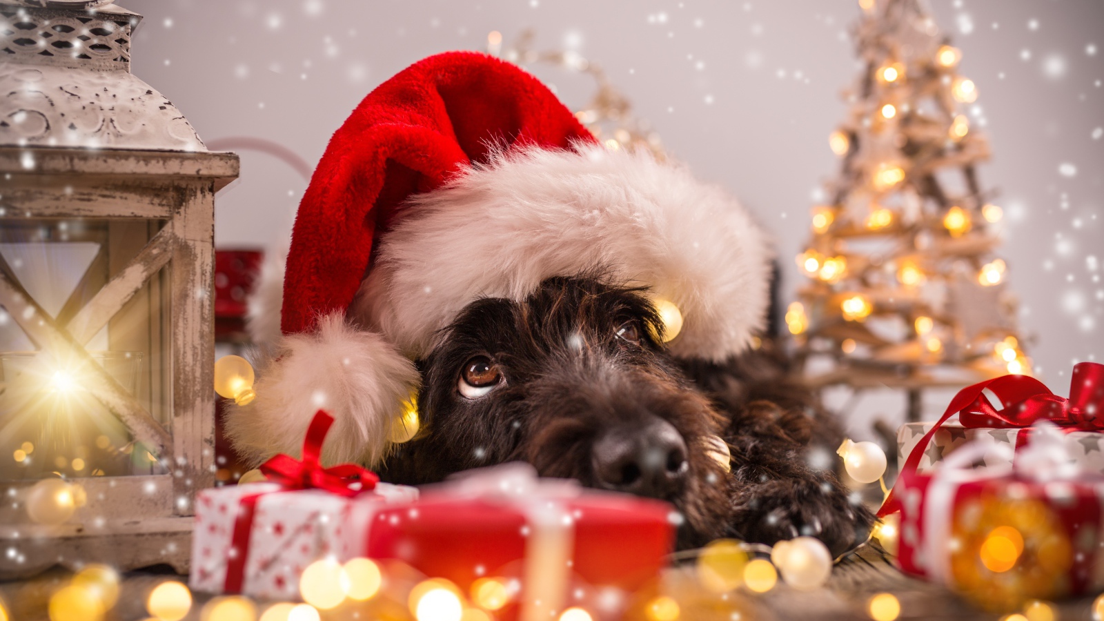 Собака в новогоднем костюме, символ Нового года 2018