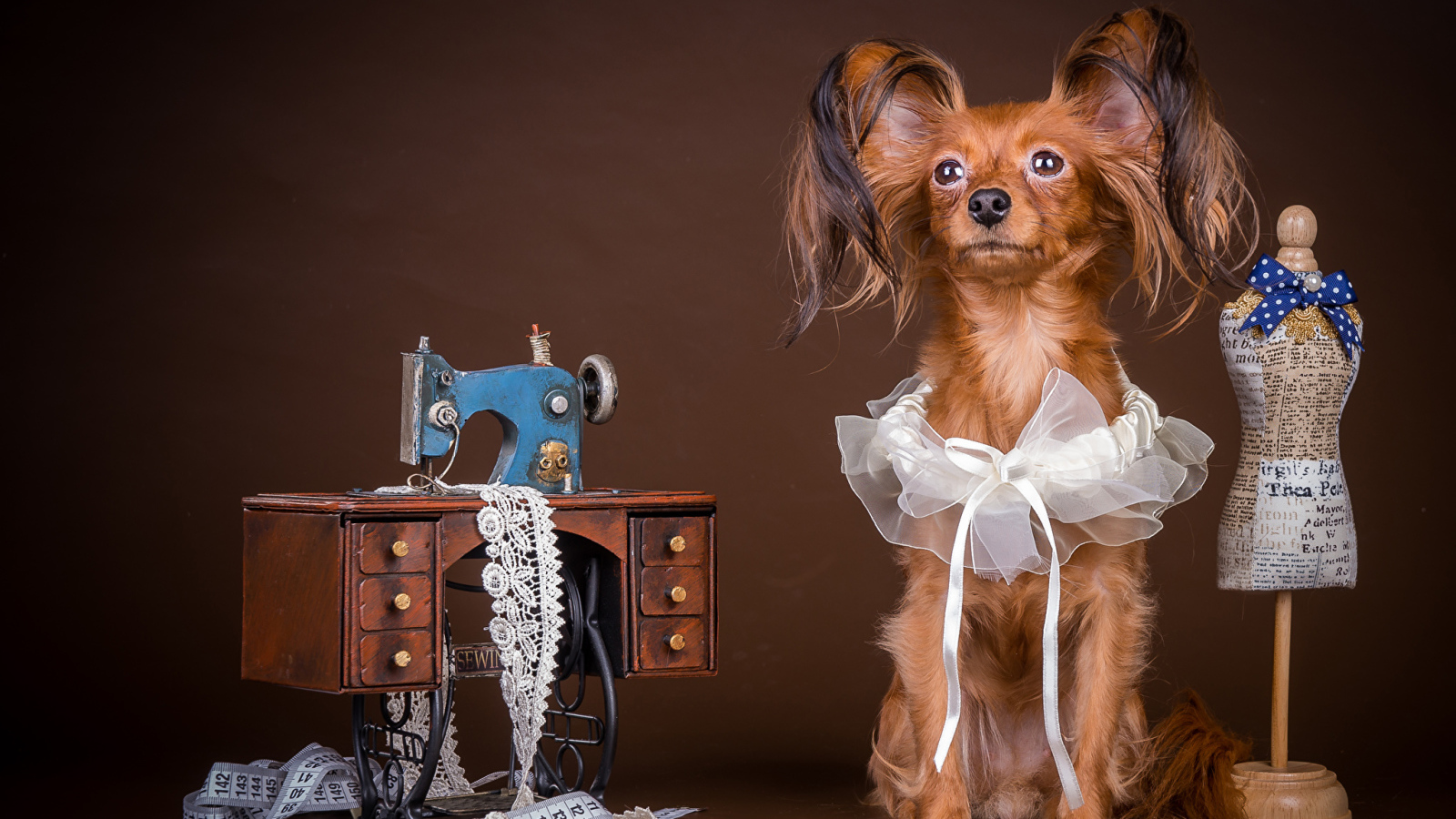 Собака породы русский той терьер позирует в наряде