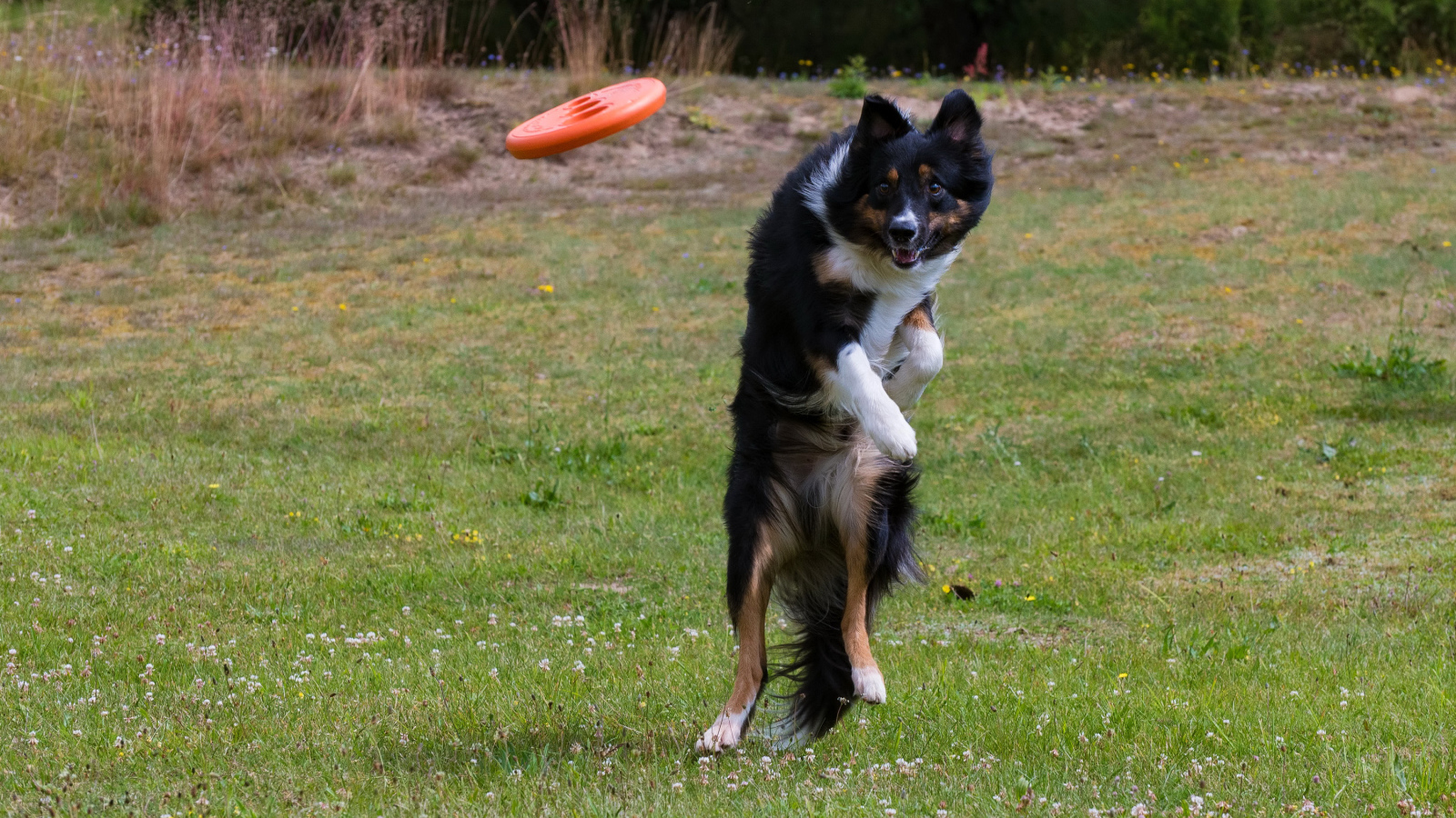 Собака породы Бордер-колли в прыжке