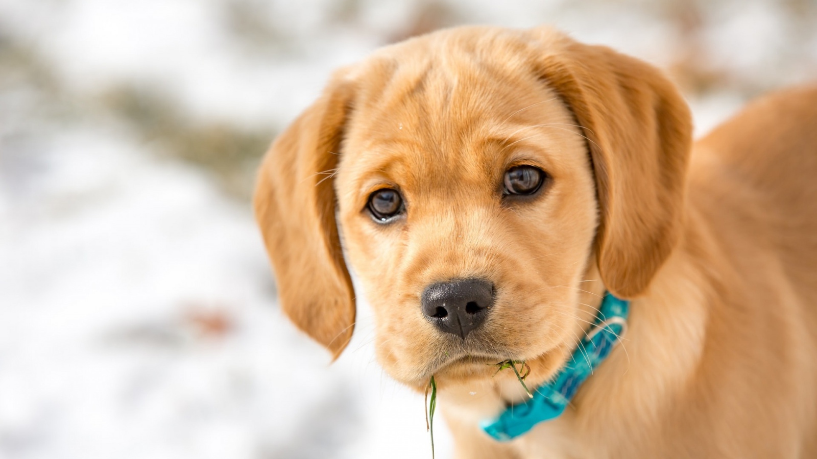 Маленький грустный щенок в голубом ошейнике