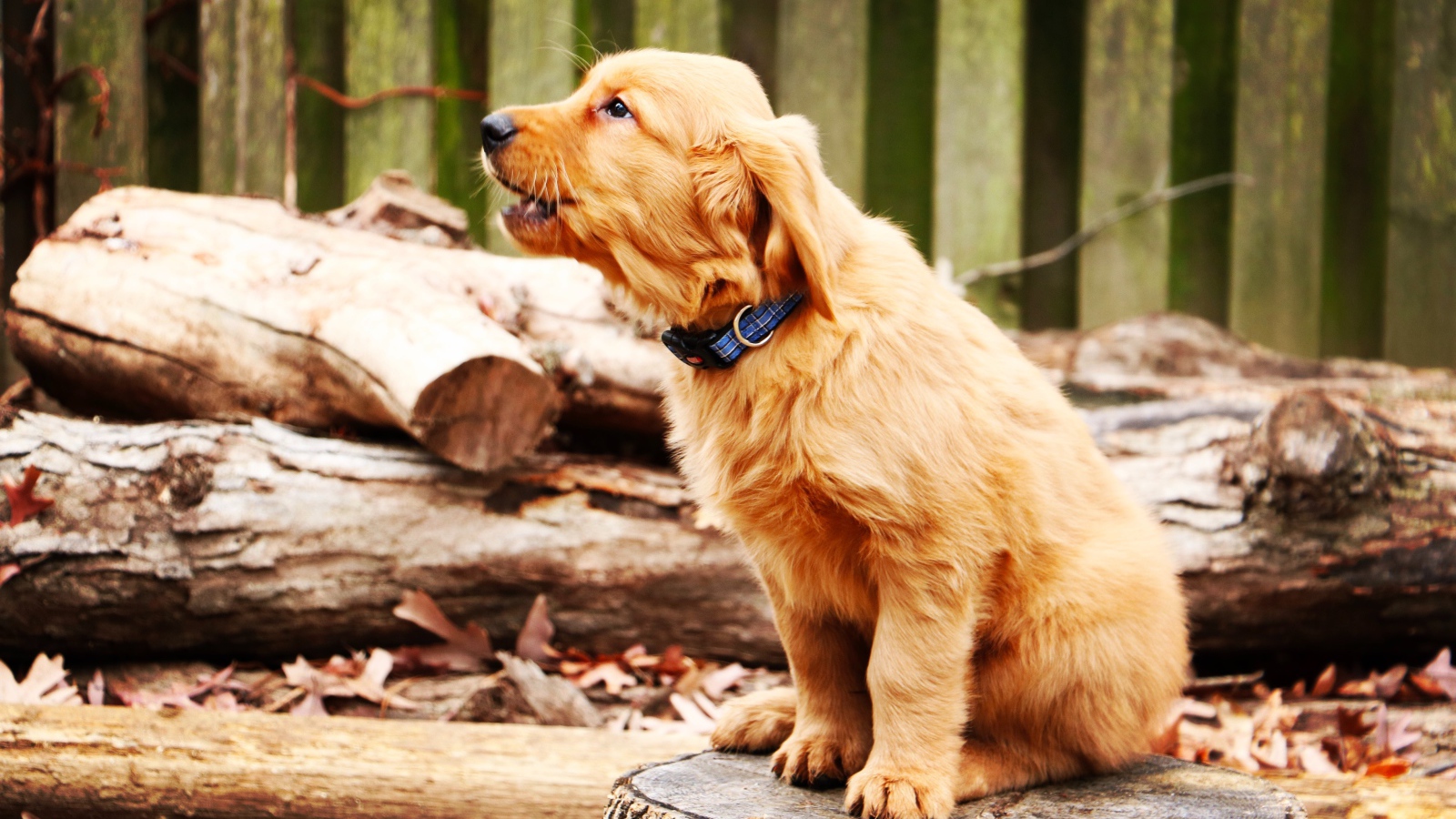 Щенок золотистого ретривера сидит на пне