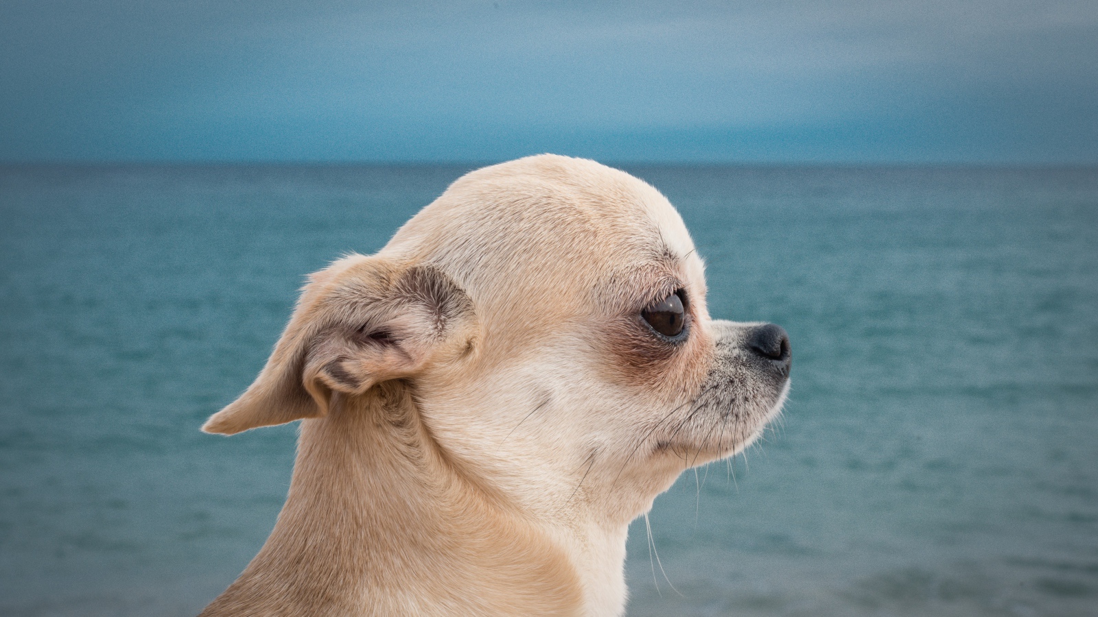 Грустный взгляд чихуахуа на фоне моря
