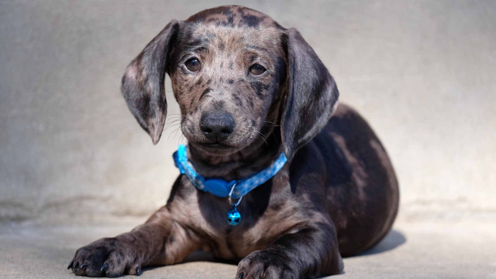 Грустный щенок таксы с голубым ошейником 