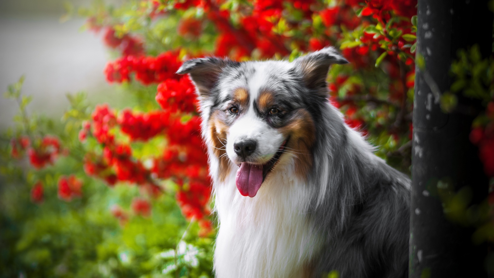 Австралийская овчарка у красных цветов 