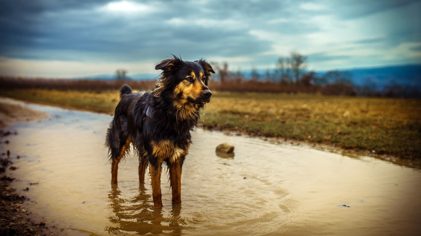 Австралийская Овчарка стоит в луже воды после дождя
