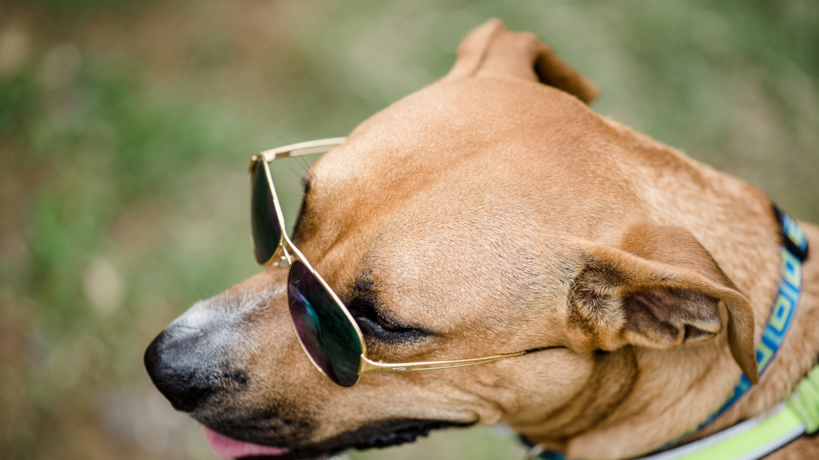 Большая собака в очках