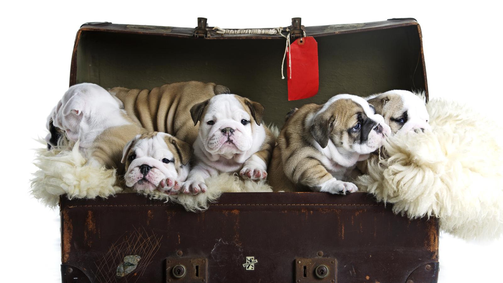Большой старый чемодан со щенками английского бульдога