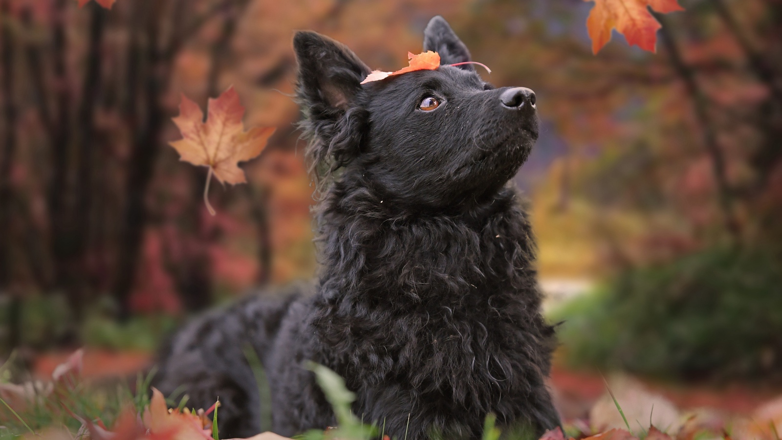 Черная собака породы бордер колли лежит на опавшей листве