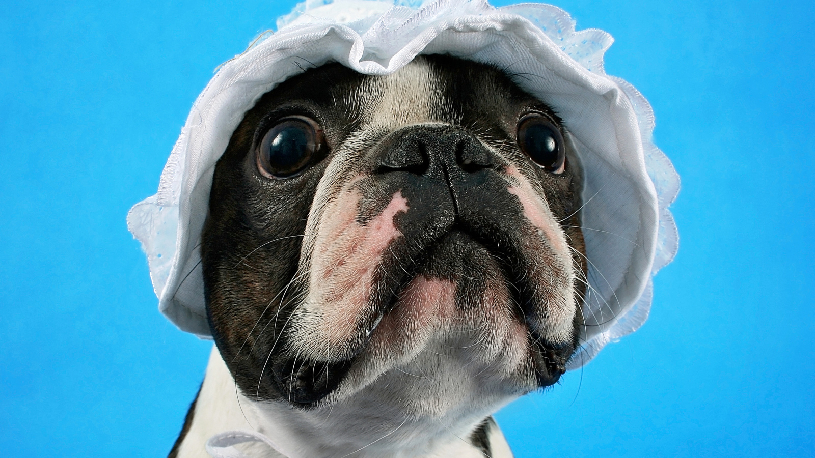 Бостон-терьер в белой шапке на голубом фоне