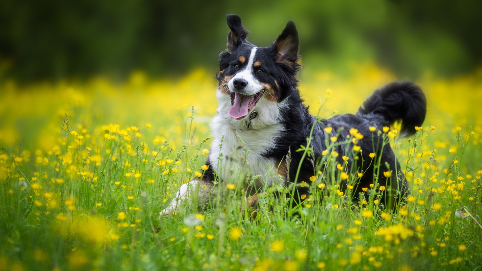 Веселая собака породы английская овчарка в поле 