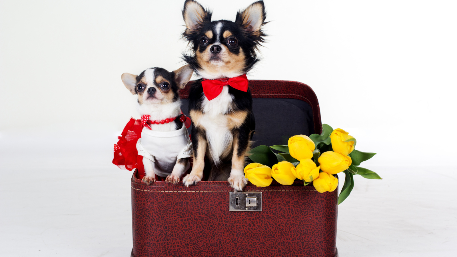 Чихуахуа сидят в чемодане с тюльпанами