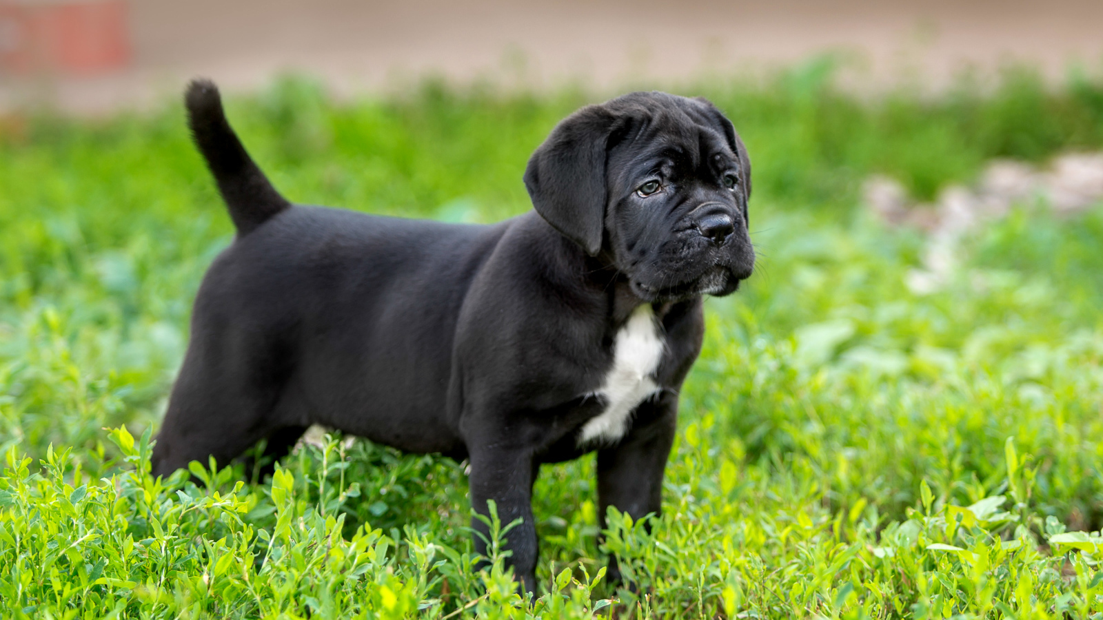 Милый черный щенок Кане корсо стоит на зеленой траве