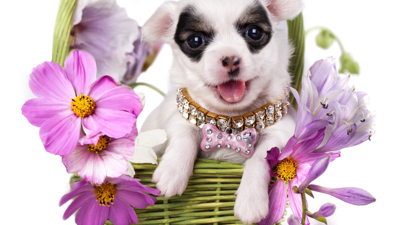 Милый щенок чихуахуа в корзине с цветами космеи на белом фоне
