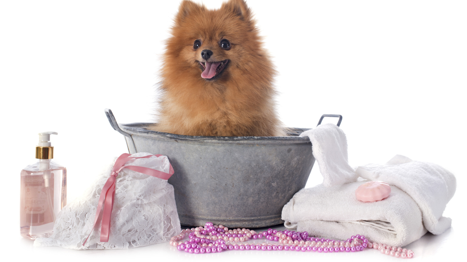 Милый шпиц в тазике с банными принадлежностями на белом фоне