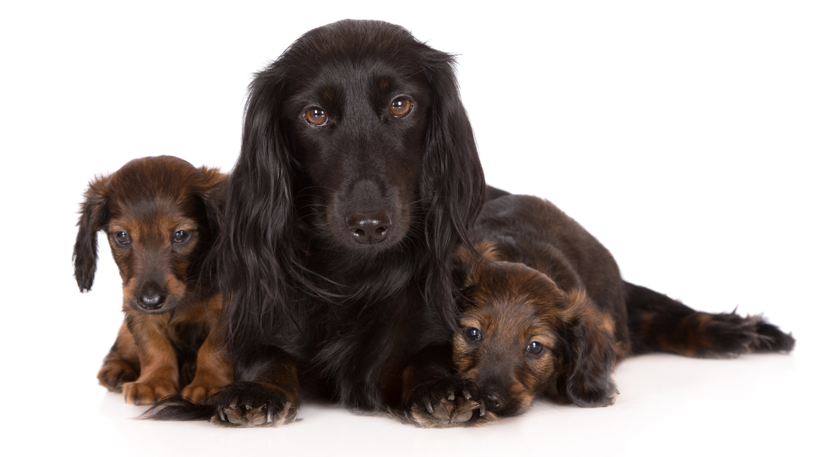 Такса с двумя забавными щенками на белом фоне