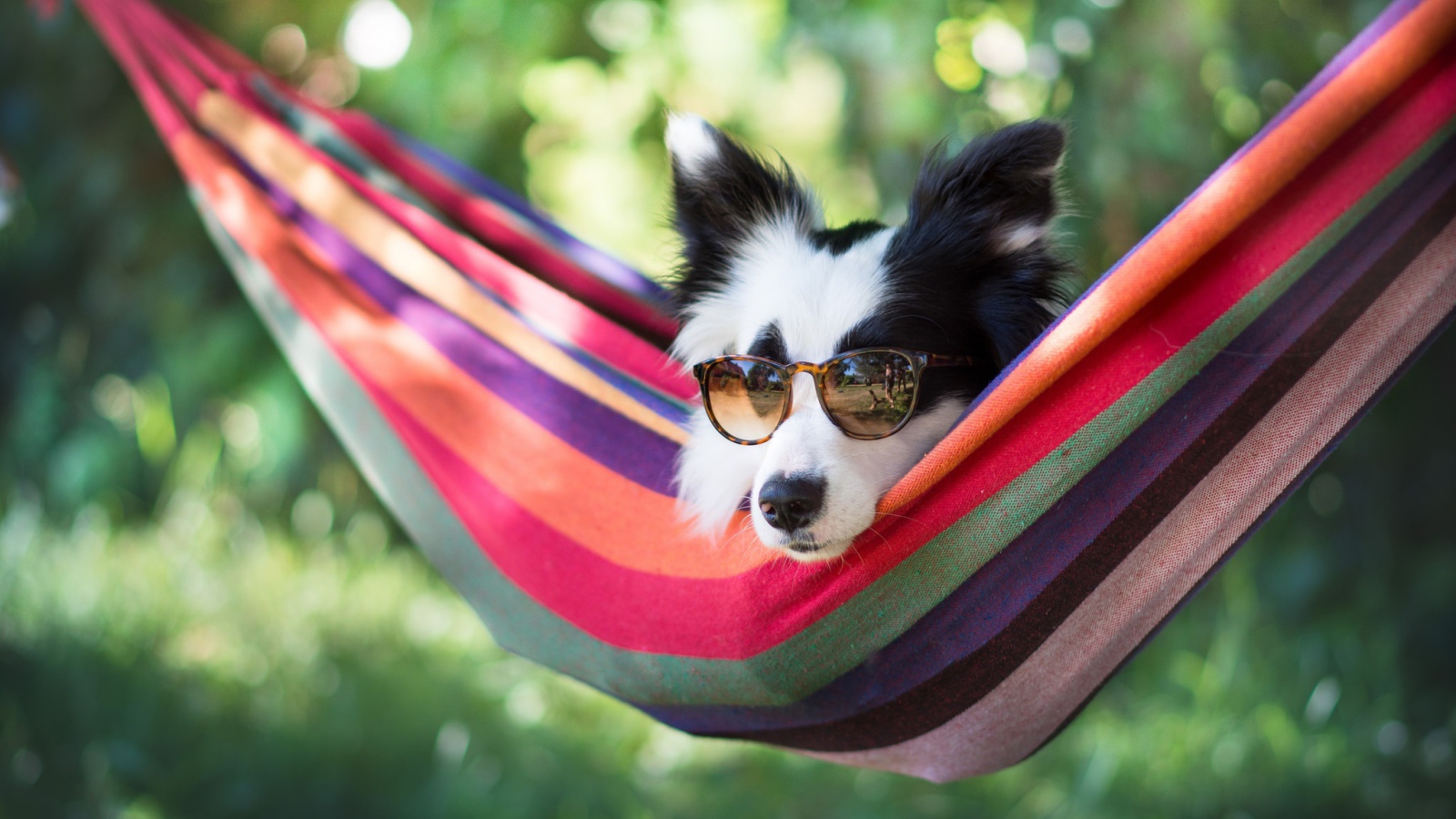 Собака породы Бордер-колли в очках лежит в гамаке