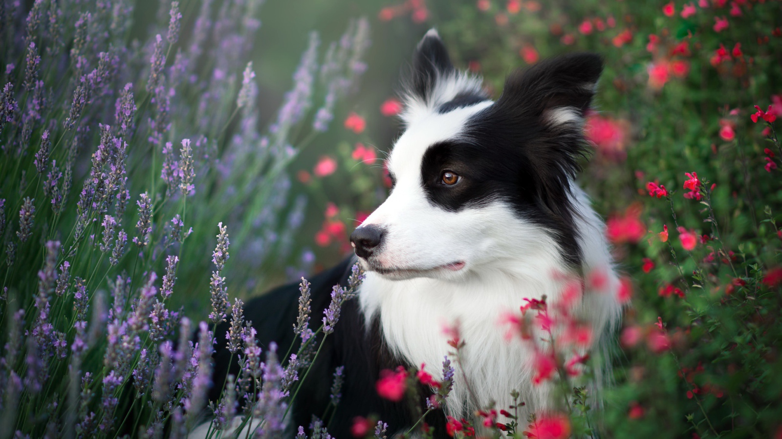 Собака породы Бордер-Колли сидит в полевых цветах