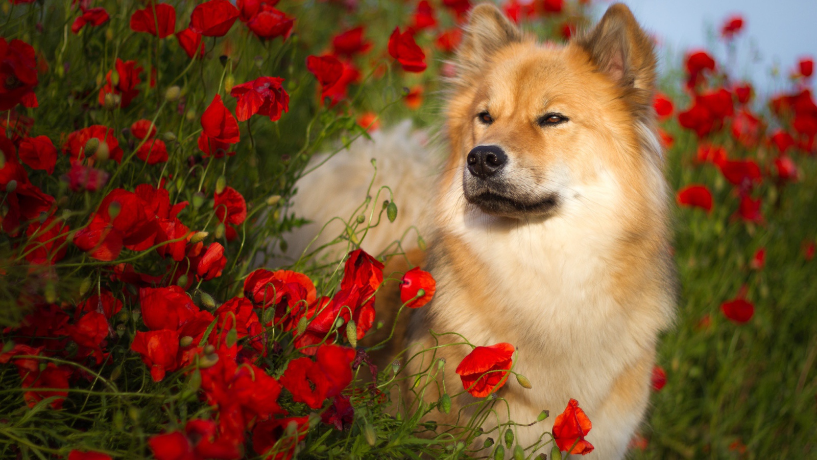 Собака породы Евразиер стоит в красных маках летом